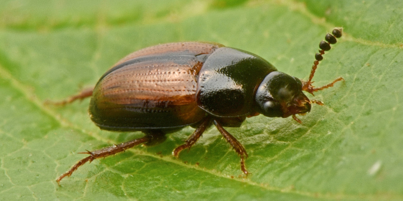 Leiodidae: Leiodes calcarata (Erichson, 1845) (cf)